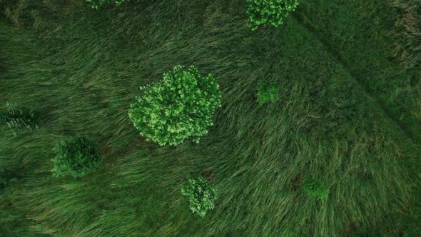 Top Down Aerial of the Trees and Grass in Park in Windy Weather