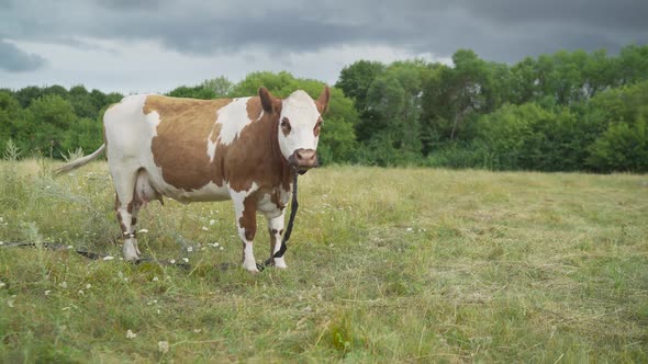 Young red-haired cow grazes on a field near the forest. 