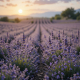 Lavender Field Spring Ambience