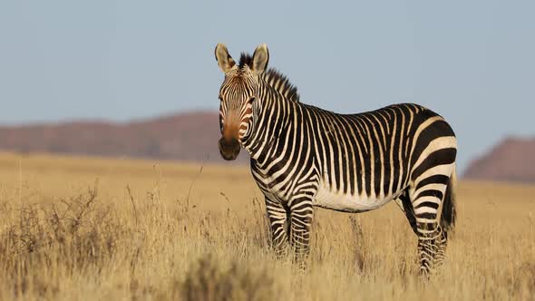 Cape Mountain Zebra In Open Grassland