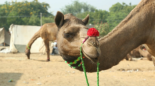 Pushkar Camel Fair