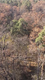 Vertical Video of a Beautiful Forest in the Afternoon Aerial View