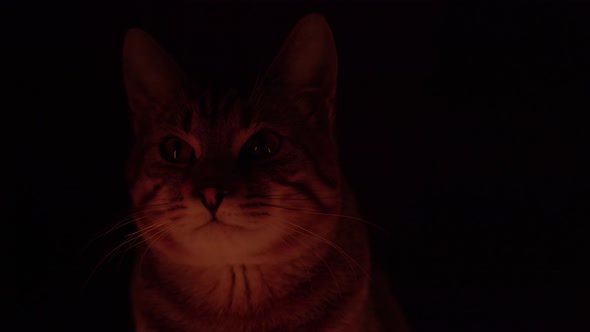Light Flicker on a Cat on a Black Background