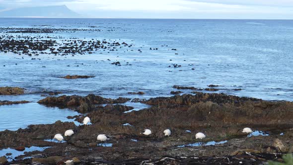 African sacred ibis on the rocks 