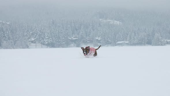 Dog Playing in the Snow