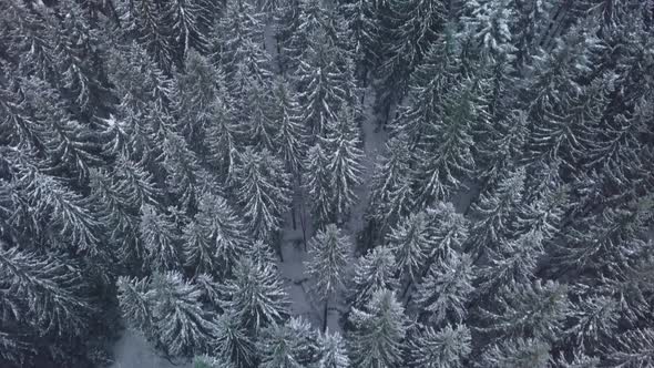 Flying Over the Forest in Winter.