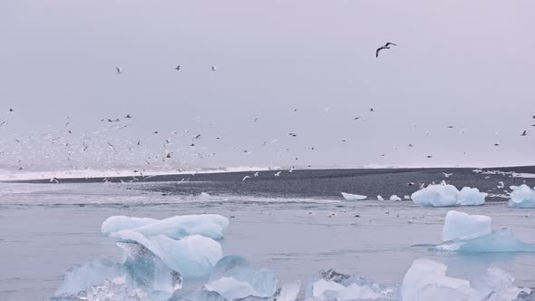 Seagulls Flying Over Ice of Diamond Beach Iceland