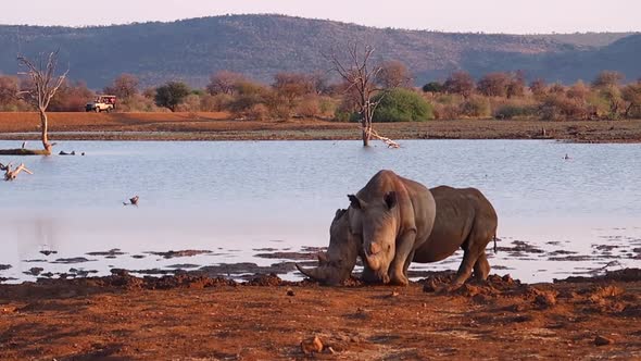 Two White Rhinos at Madikwe watering hole with safari vehicle beyond