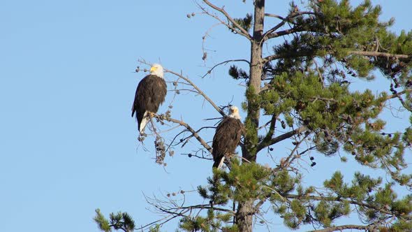 Two Bald Eagles sitting in a tree on a sunny day