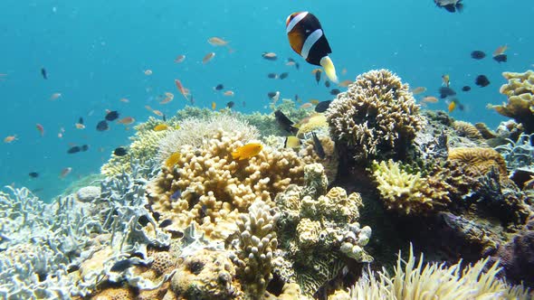 Coral Reef with Fish Underwater