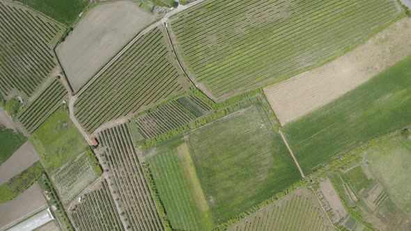 Green Vineyards Aerial View 16