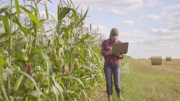 Female Farmer Works on Laptop in Cornfield. 