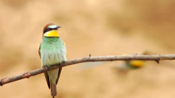 Bee Eaters Branch