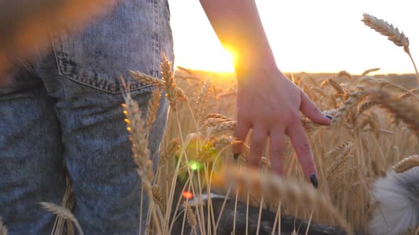 Rear View of Young Girl Walking with Her Siberian Husky Dog Through the Cereal Field and Touching