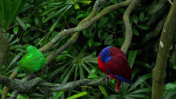 Green and Red Couple Parrots