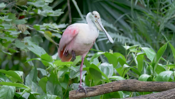 Wild Roseate Spoonbill Wading Bird perched on branch with one leg - Doing Yoga in Wilderness Jungle