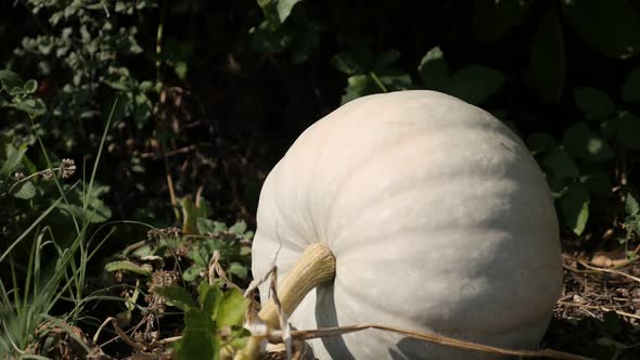 Tilting on white pumpkin Cucurbita pepo slow-mo footage