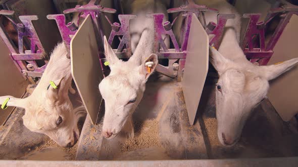 Industrial Milking of Goats on the Farm. Goats Go Into Special Enclosures for Automatic Milk Milking