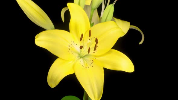 Time Lapse of Opening Beautiful Yellow Lily Flower
