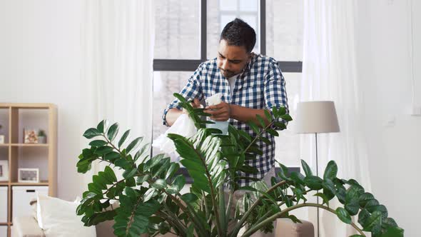 Indian Man Cleaning Houseplant at Home 