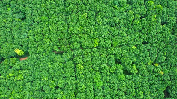 Beautiful tropical rubber trees plantation. 4K