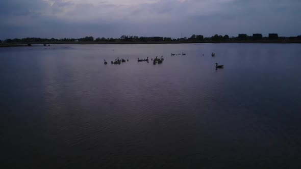 Flock Of Goose Floats On The River Under Evening Sky. aerial