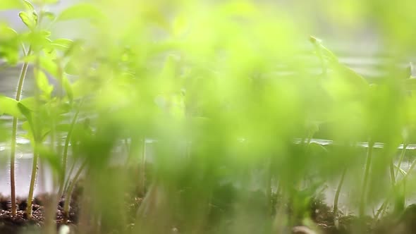 Young Green Juicy Tomato Seedling Grows Windowsill