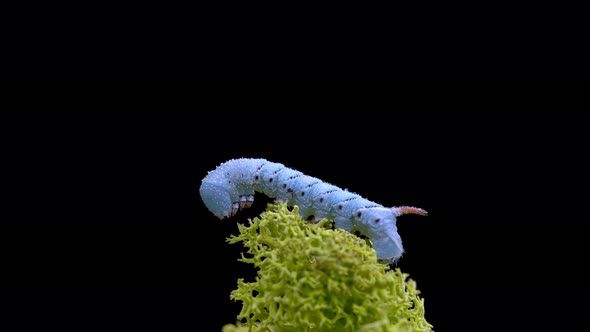 Caterpillar Insecta Manduca Sexta Family Sphingidae