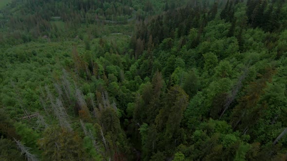 Top Down View of the Forest on the Slopes of the Mountains