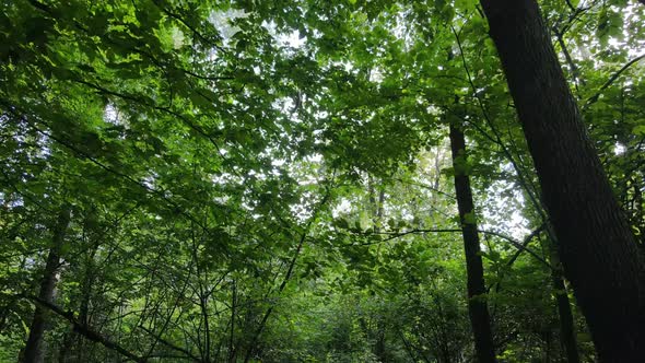 Green Forest with Trees By Day