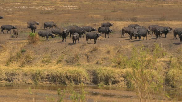 African Buffaloes on a river bank