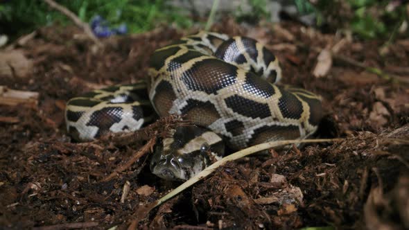 Burmese python close up baby newborn