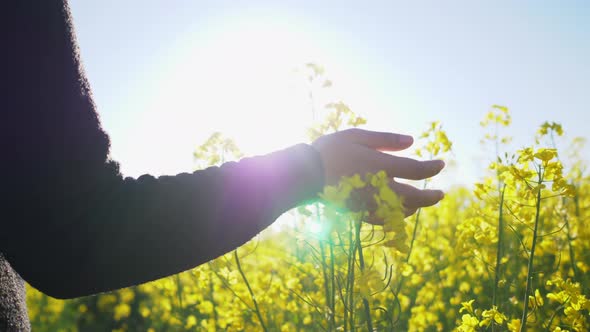 Close up hand of woman wearing black shirt walking in yellow field and touching the flower