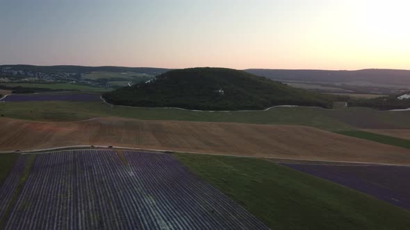 Lavender Scented Fields in Endless Rows with Blooming Flowers Aerial View Drone Purple Field Against