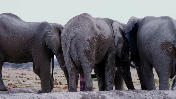 A Herd Of Elephants Gathered By The Waterhole In Nxai Pan, Botswana - close up panning shot