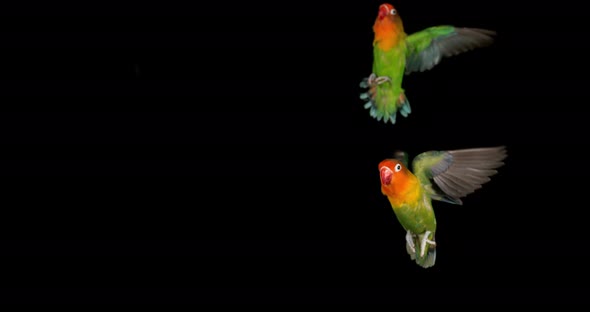 Fischer's Lovebird, agapornis fischeri, Pair standing on Branch, taking off, in flight