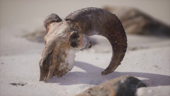 Skull with Ram Horns on the Beach