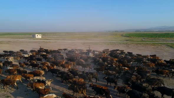 Cows Meadow