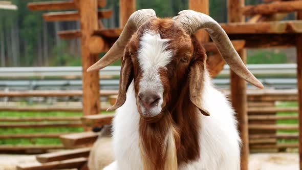 A beautiful shaggy mountain goat of white-brown color looks into the frame and chews the grass.