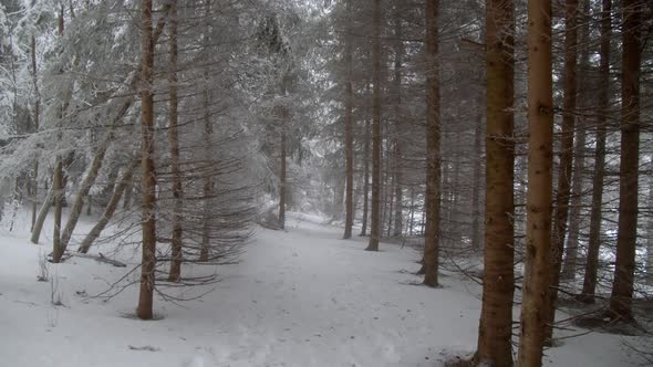 POV Walk In Snow Covered Winter Forest