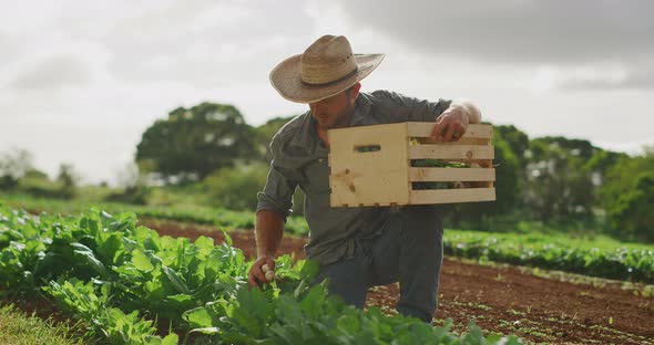 Grow organic! Farmer harvesting crop