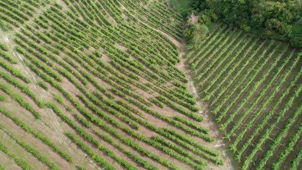 Aerial View of Vineyard Fields on the Hills in Italy Growing Rows of Grapes