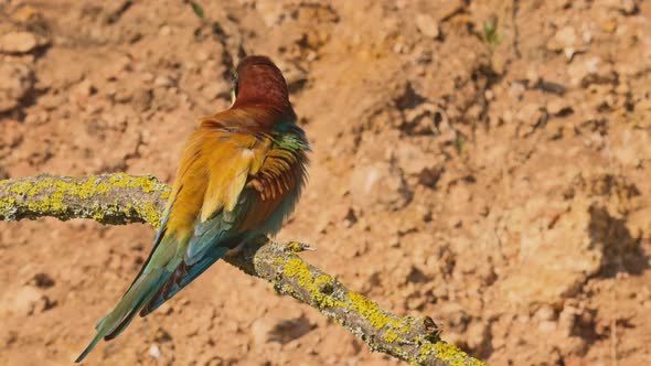 European Beeeater or Merops Apiaster