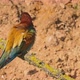 European Beeeater or Merops Apiaster - VideoHive Item for Sale