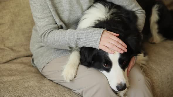 Unrecognizable Woman Playing with Cute Puppy Dog Border Collie on Couch at Home Indoor