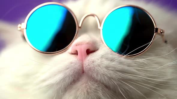 Portrait of Highland Straight Fluffy Cat with Long Hair and Round Sunglasses. Fashion, Style, Cool
