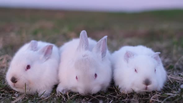 Group of Three Baby Rabbit on Green Grass