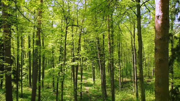 Flying Between the Trees in the Spring Forest