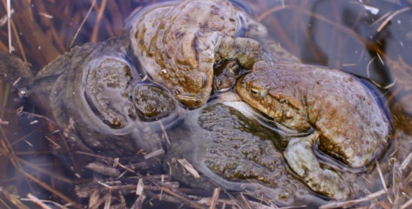 Mating Frogs in Late Spring Waters