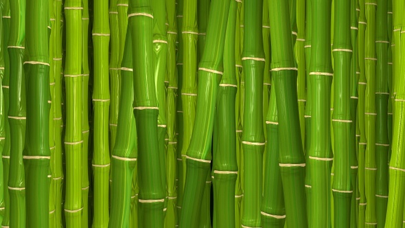 Bamboo Background